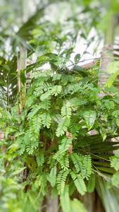 PLANTA IWORIYEYE (PEONIA)