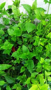 PLANTA ROMPE SARAGUEY