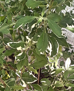 PLANTA VENCE BATALLA