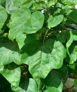 MATA ALGODON / COTTON PLANT MATA ALGODON / COTTON PLANT