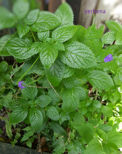 MATA BERBENA / PORTERWEED PLANT MATA BERBENA / PORTERWEED PLANT