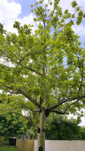 MATA DE CEIBA - CEIBA PLANT MATA DE CEIBA - CEIBA PLANT