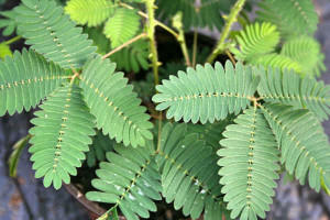 MATA DORMIDERA / MIMOSA SENSITIVE PLANT MATA DORMIDERA / MIMOSA SENSITIVE PLANT