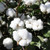 MATA ALGODON / COTTON PLANT