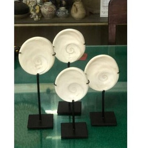 8.6" Shell Operculum (size vary)