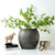 Approx 14" Vintage Charcoal Gray Pottery Jar (size & finish vary)