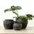 Approx 8-10 Inches High Vintage Charcoal/Gray Water Jars with Four Handles