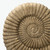 14" Stone Nautilus Statue 