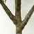 Amalfi 98" Artificial Olive Tree with Thousands of Realistic Leaves