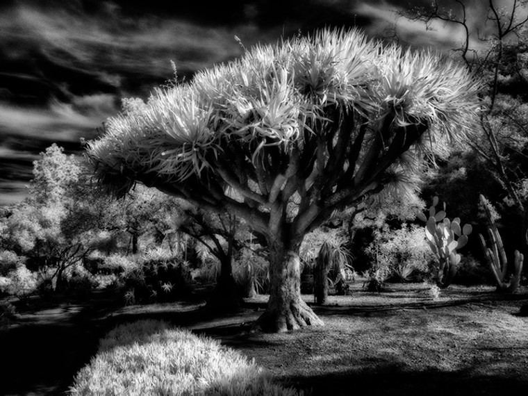 Picture of Aloe Tree 21x16H (Make to order)