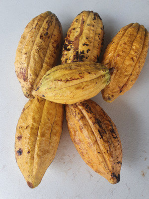  Our Cocoa World 2026