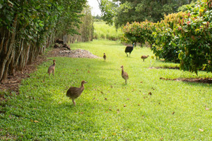 Rainforest Jackpot: Super Dad and 5 Stripeys at Charley’s