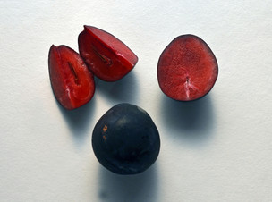 Explainer - Native Ingredients in Charley's Chocolate