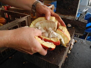 Explainer - Why is cocoa fermented? 