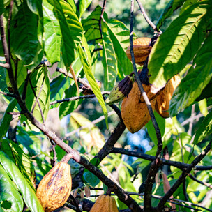 Australian cocoa versus the world