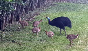 Media release - Mission Beach ‘Super Dad’ Cassowary Defies the Odds with Five Chicks in Tow