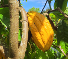 Explainer: Minimum cocoa in chocolate - standard (CODEX STAN 87-1981) 