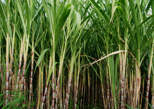Environmental impact of Cocoa, Banana and Sugarcane 