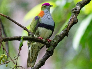 Birding at Charleys Chocolates Mt Edna visits 1 and 2