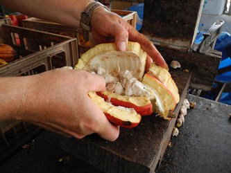 Why is chocolate fermented?