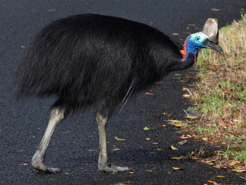 Cassowary sighted at Mt Edna