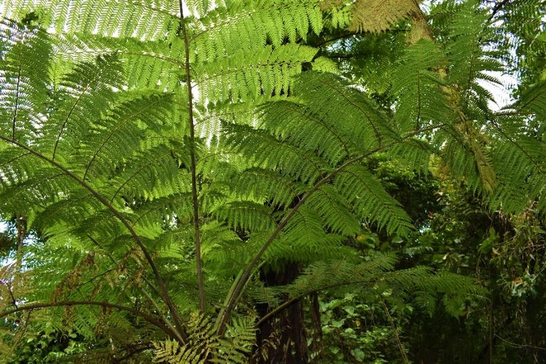 Charley’s magnificent tropical rainforest 