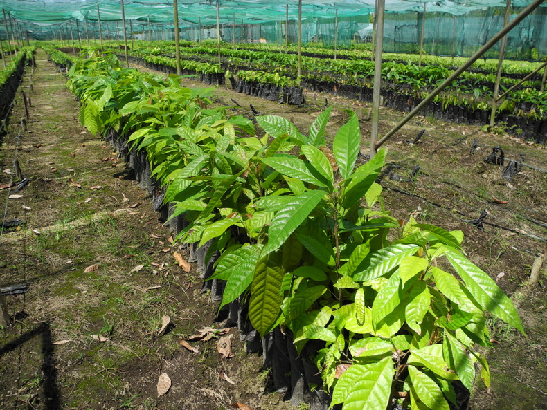 Call to plant more cocoa in FNQ