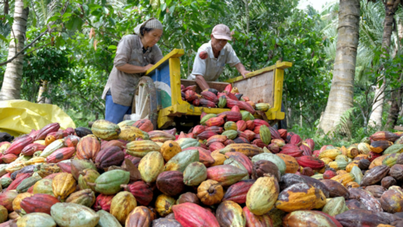  Where does my chocolate come from?