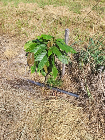 Sapling Cocoa tree at Mt Edna Charley's Chocolate