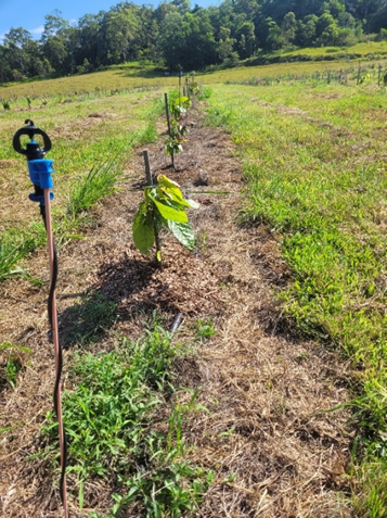 New cocoa trees at Mt Edna Planatation