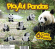 Playful Pandas Vending Capsules