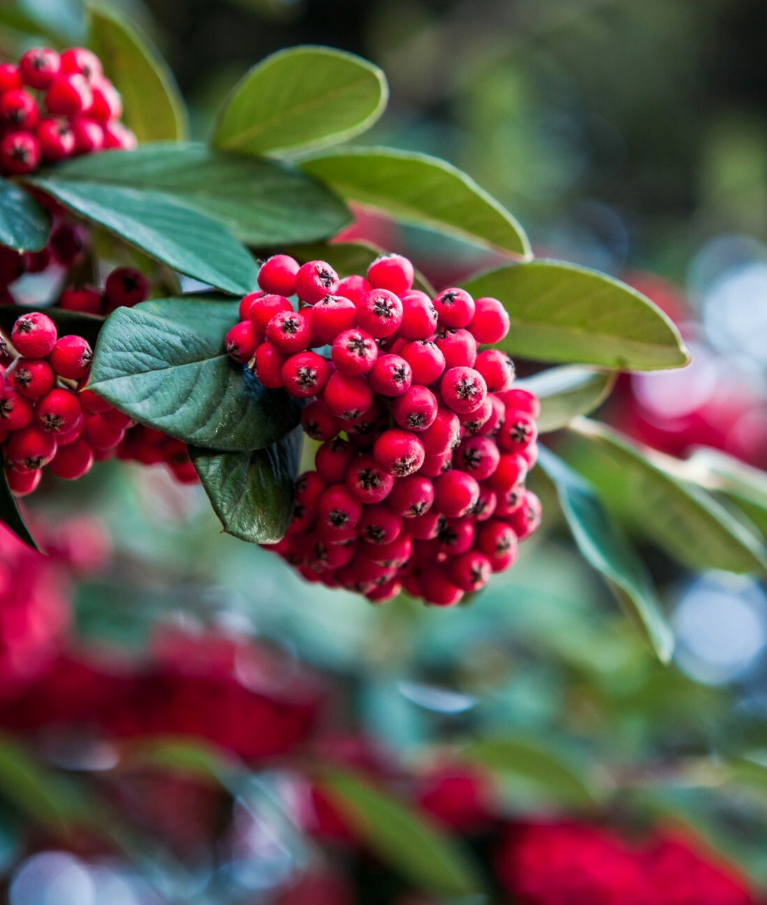 height = width / aspect-ratio