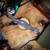 Heretic Knives Hydra V4 Tanto DLC Full Carbon Fiber Chassis Hand Flamed Titanium Button Cover, Charge Plate And Pocket Clip. H406-6A-CF-BLUTI