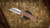 ATTN 2 DETAIL DELTA LINERLOCK STONEWASH SATIN MAGNACUT, SHEEPSFOOT HARPOON, HAMMERED COPPER, BLUE ANNO TI LINERS CCA2D26-4