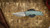 Attn2Detail Mark 3 Gen 4 Large Stonewash Satin MagnaCut, Hissatsu Rising Grind, Contoured Frag Shipwreck Anodized - View 7