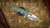 ATTN 2 DETAIL MARK 2 GEN 4 LARGE STONEWASH SATIN, MAGNACUT, HISSATSU COMPOUND GRIND, HAMMERED TI SHIPWRECK ANNO CCA2D26-6