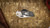 Attn2Detail Mark 1 Large Stonewash Satin MagnaCut, Hissatsu Compound Grind, Integral Skull & Crossbone Marble Carbon Fiber - View 7