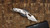 Microtech Stitch Ram Lok Stonewash Titanium with Flamed Ti Accent 169RL-10MS4