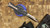 Heretic Knives Colossus Double Edge Bronzed Cracked Ice Croc Inlays Bronze Hardware BSATL26-008