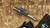Heretic Knives Colossus Double Edge Bronzed Cracked Ice Croc Inlays Bronze Hardware BSATL26-008