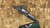 Heretic Knives Medusa Auto Tanto DLC Blade With Carbon Fiber Gear Chassis H011-6A-CFG