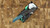 Heretic Knives Jinn Manual Metallic Teal Carbon Fiber H213-MT-CF