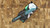 Heretic Knives Jinn Manual Metallic Teal Carbon Fiber H213-MT-CF