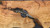 Dawson Knives Companion - Hamon - Differential Heat Treat / Arid Camo G10 DWK-6399