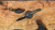 Dawson Knives Smuggler Fixed Blade EDC Knife - G10 Handle - Hamon - Differential Heat Treat / Arid Camo G10 / 80CRV2