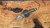 Dawson Knives Steadfast - Wildfire / Arid Camo G10