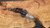 Dawson Knives Steadfast - Hamon - Differential Heat Treat / Covenant G10