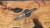 Dawson Knives Outcast - Hamon - Differential Heat Treat / Arid Camo G10