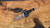 Dawson Knives Outcast - Wildfire / Black G10