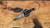Dawson Knives Smuggler Fixed Blade EDC Knife - G10 Handle - Hamon - Differential Heat Treat / Black G10 / 80CRV2